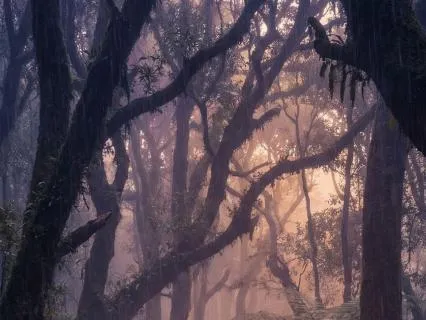 Thunderstorm in Forest for Sleeping