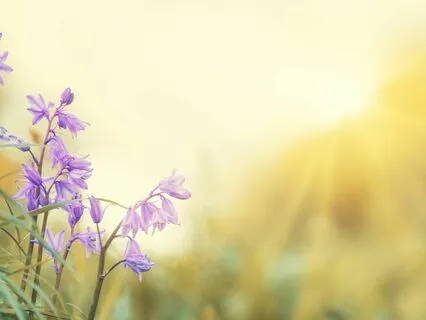 Thy Kingdom Come: Powerful Morning Prayer To Bless Your Life