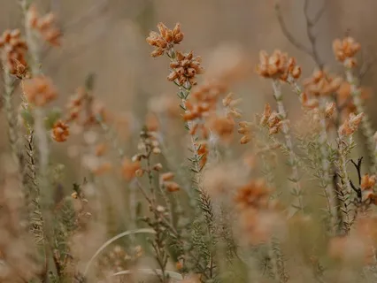 Thyroid Reiki Healing Meditation