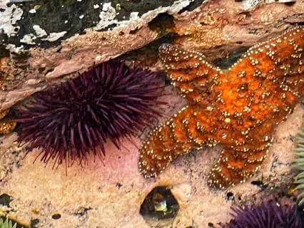 Tidepools