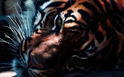 Tiger Dreams