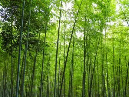 Tiger Rabbit - 61 Minutes of Music for Deep Relaxation