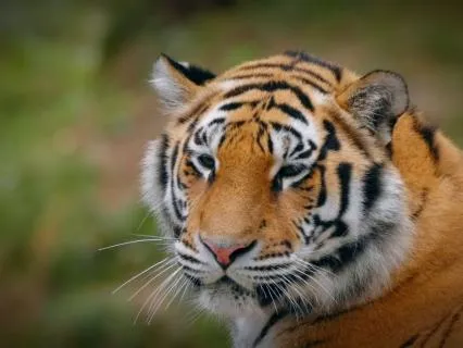 Tiger Roar: Ritual Drumming For Courage And Confidence