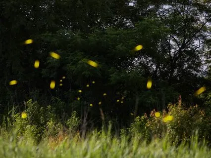 Tigger And Timbit's Moonlit Adventure