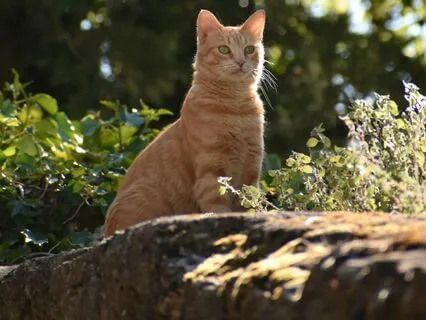 Tigger And Timbit's Secret Cave Adventure