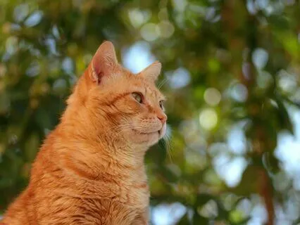 Tigger's Quest For Fun