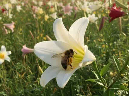 Time Maker And Creator