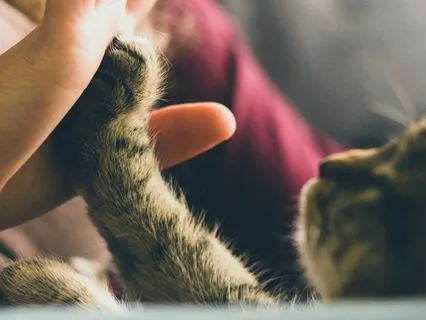 Timeful Task : Random Acts Of Kindfulness