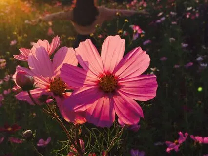 Timeful Task : Your Life Purpose