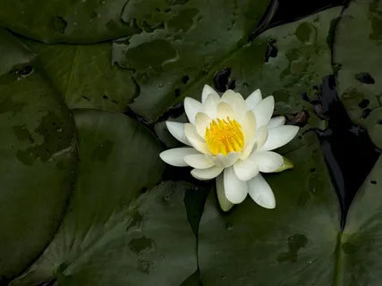 Timeless, Boundless Nature