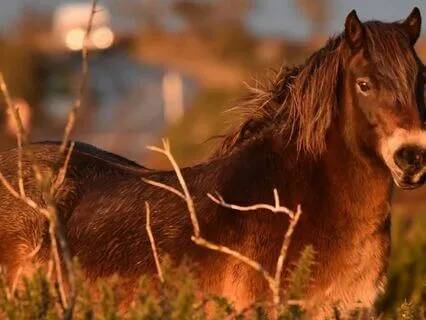 Timeless Connection Violin And Didgeridoo