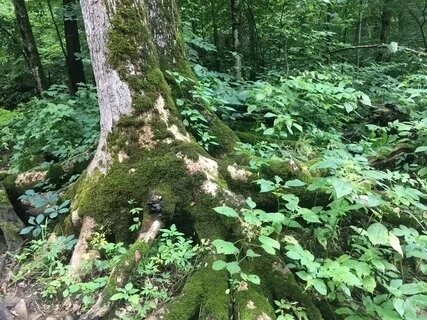 Timeless (Forest Sounds With Meditative Piano)