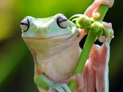 Timeless Tarot Card Reading: Moldavite Frog Spirit