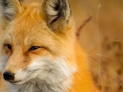 Timeless Tarot For You: Amber Fox