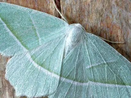 Timeless Tarot For You: Celestite Moth