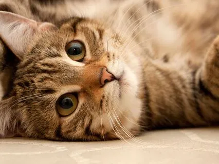 Timeless Tarot For You: Lithium Quartz Cat Spirit