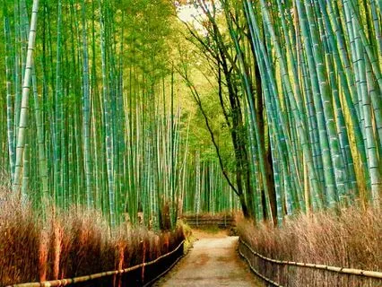 Timeless Tarot With Symbol: Moss Agate Dear