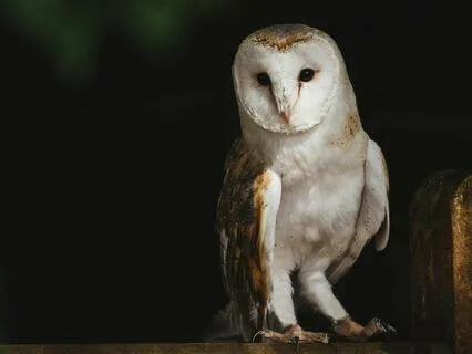 Timeless Wisdom: 'Desiderata', A Meditative Reading