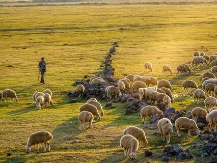 Sardinian Sheep Bells Binaural Soundcape