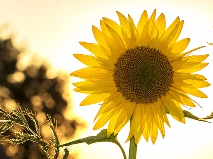 Tinnitus lindern - Tinnitus maskieren: Bewährte Klangwelt aus der Tinnitus Retraining Therapie