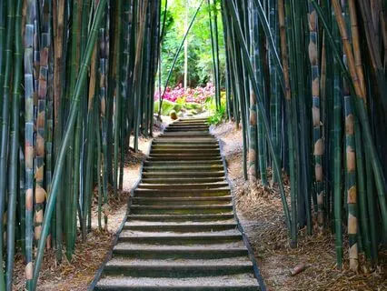 Tinnitus, Phantom Sounds, Deafness: Human Design Perspective