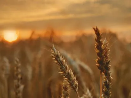 Tinnitus Relief - 1 Hour Crickets And Piano