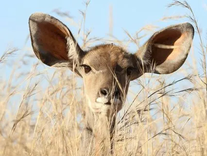 Tinnitus: Ringing In The Ears - Silence Your Tinnitus Today