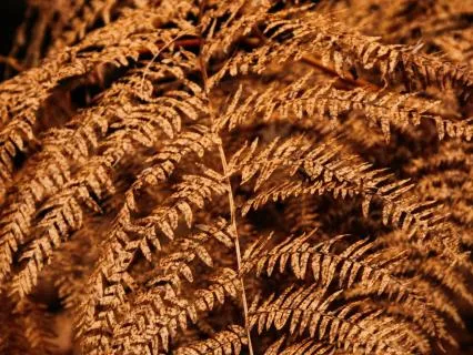 Tinnitus Sleep Healing — Deep Brown Noise with 528Hz (10 H)