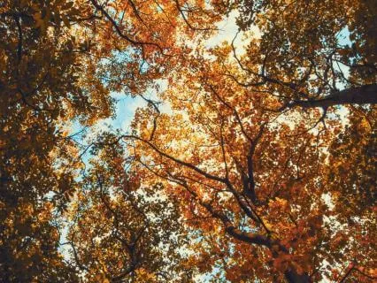 Tinnitus Sleep Healing Deep Brown Noise with 528Hz (8 Hours)