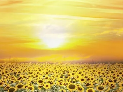 Tinnitus Sound Therapie / Tinnitus Sound Therapy