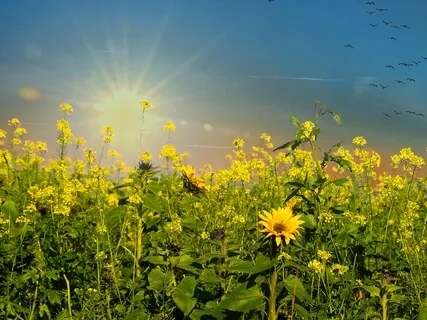 Tinnitus Sound Therapy: Soundscape For Symptom Relief