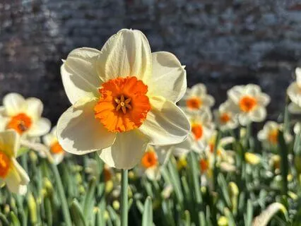 Tiny Joys: A Meditation For The Little Things