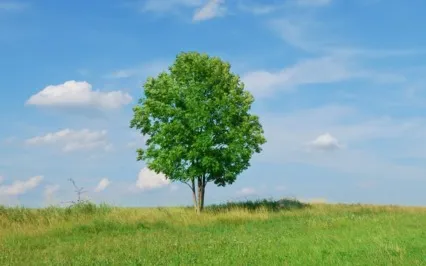 Tiny Talk Series: E11 Normal Aging, MCI & Dementia