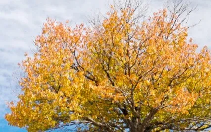 Tiny Talk Series: E12 Alzheimer's