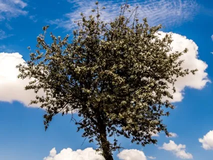 Tiny Talk Series: E13: Vascular Dementia