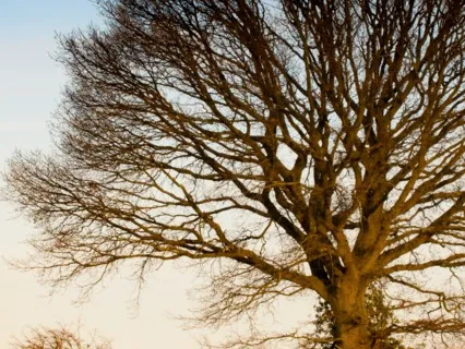 Tiny Talk Series: E14 Frontotemporal Dementia