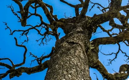 Tiny Talk Series: E17 Parkinson's