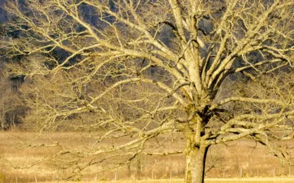 Tiny Talk Series: E18 Huntington's