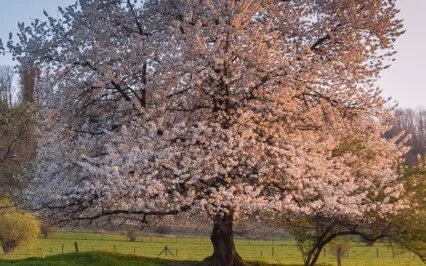 Tiny Talk Series: E19 Non-Pharmacological Interventions