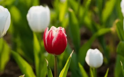 Tiny Talk Series: E21 The Humanity In Dementia