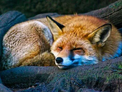 Tired But Wired Sleep Meditation