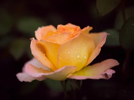 To A Wild Rose (MacDowell) Piano Solo