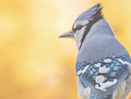 To Dear Home - Coming Ones Bird Harmony 