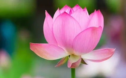 To End The Sorrow Is To End The Mechanical And Verbal State 