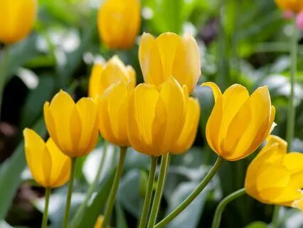 To Know Who Am I Is Highest Meditation