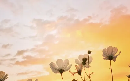 To Meditate Is To Live A Life Without Any Fear