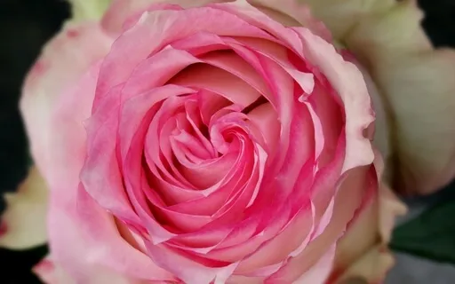 To My Perfectionist Mind