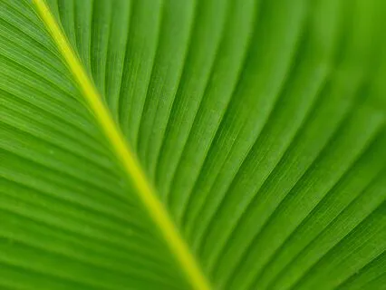 To Open The Heart - Affirmations