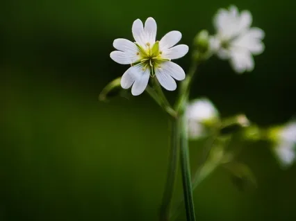 To Remind Myself Of Myself