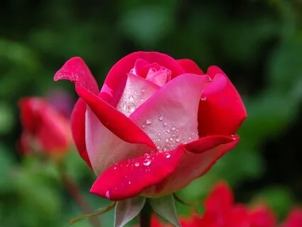 To Thine Own Self Be True: Radiance Sutras Verse 74